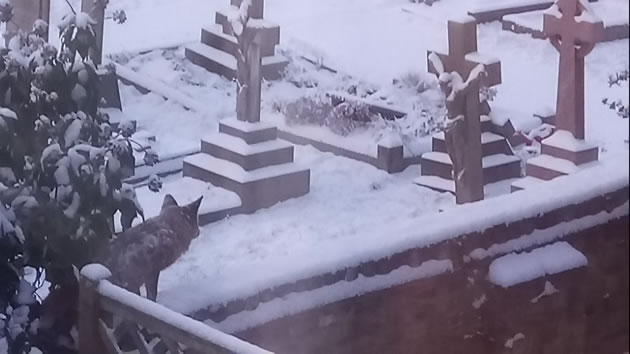A fox looks on in confusion near St. Nick's. Picture: James Rodgers
